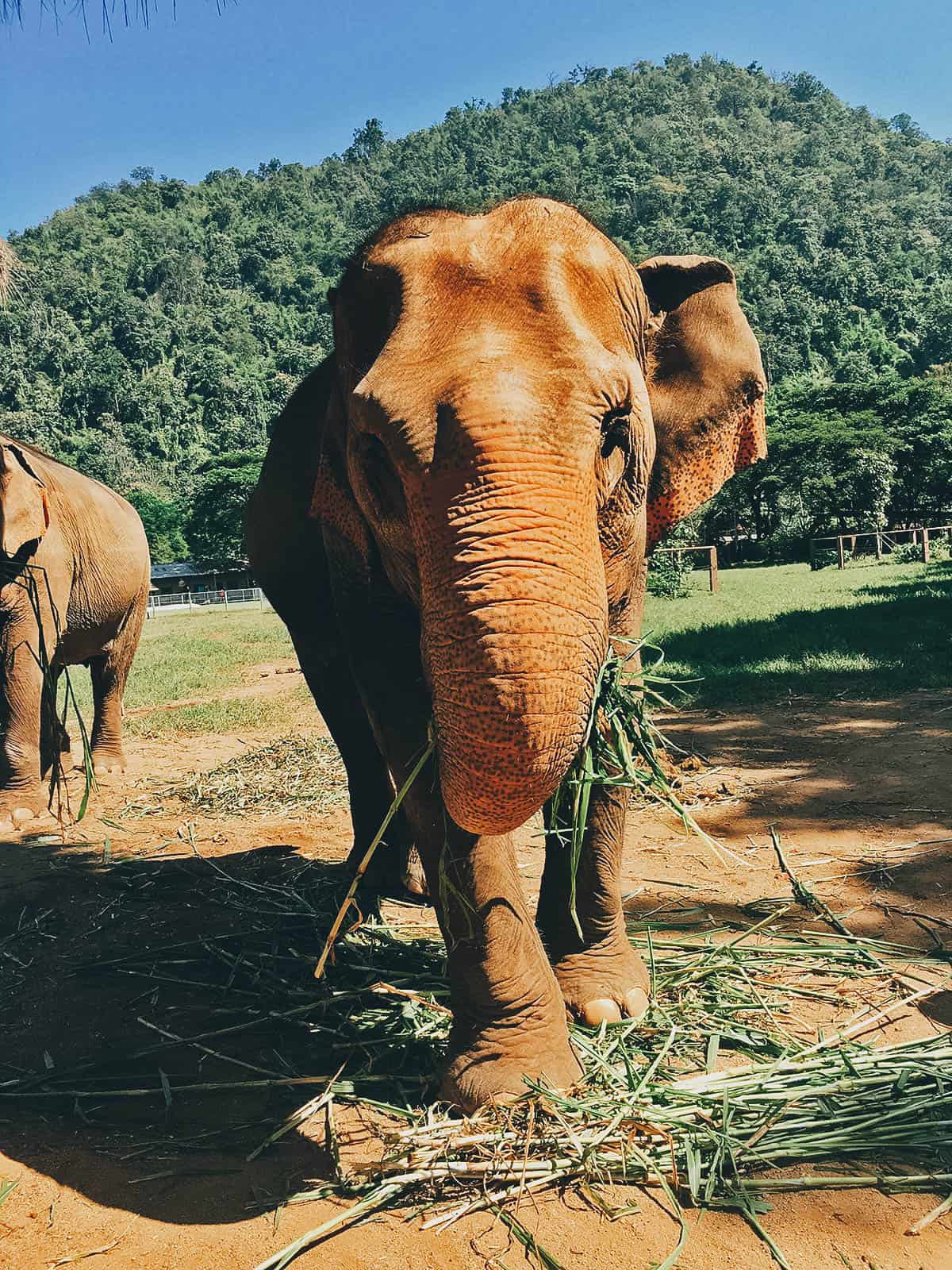 Elephant Nature Park, Chiang Mai, Thailand