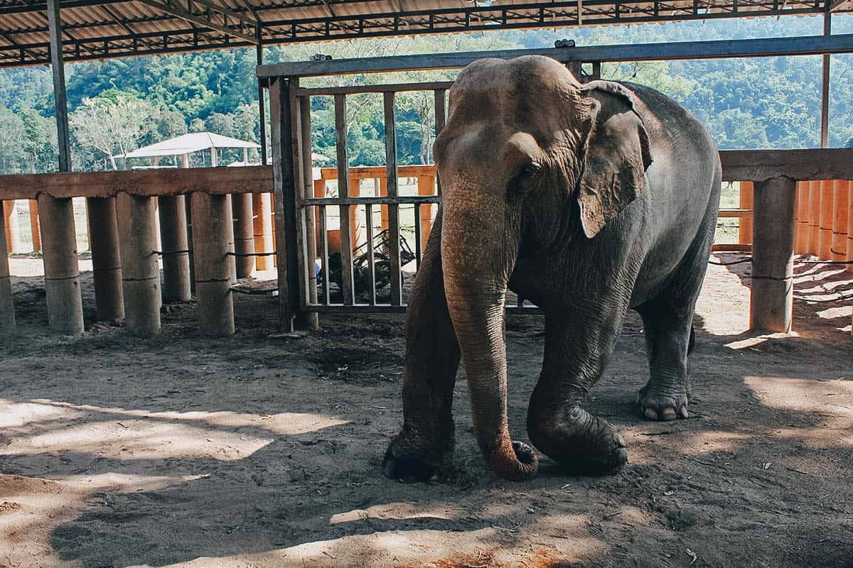 Elephant Nature Park, Chiang Mai, Thailand