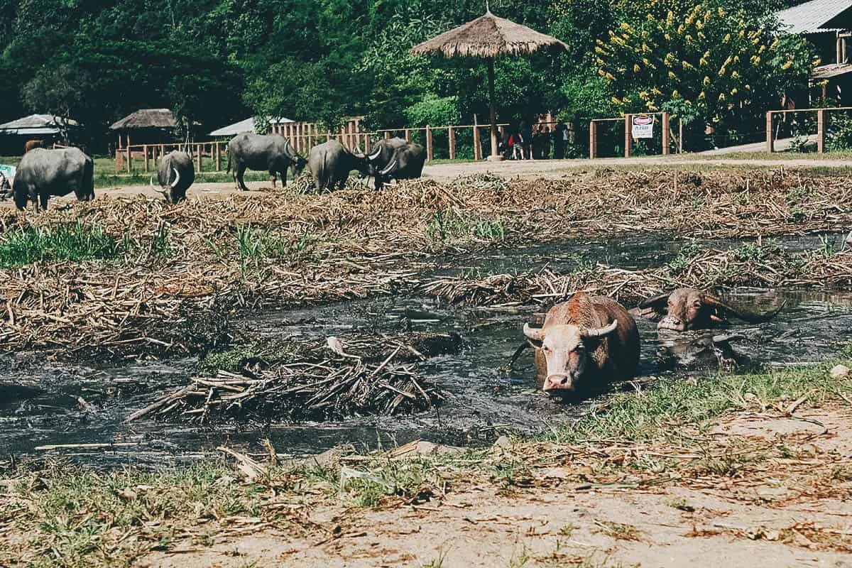 Elephant Nature Park, Chiang Mai, Thailand