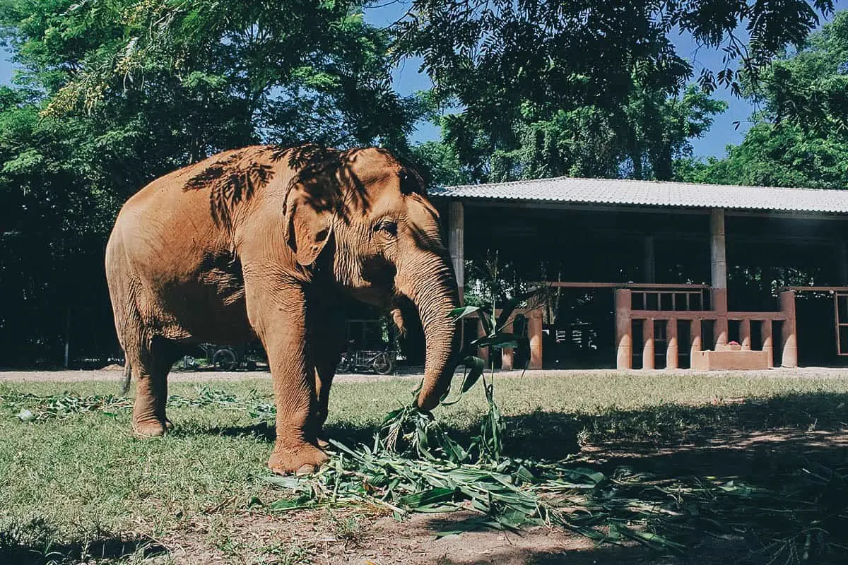 Elephant Nature Park, Chiang Mai, Thailand