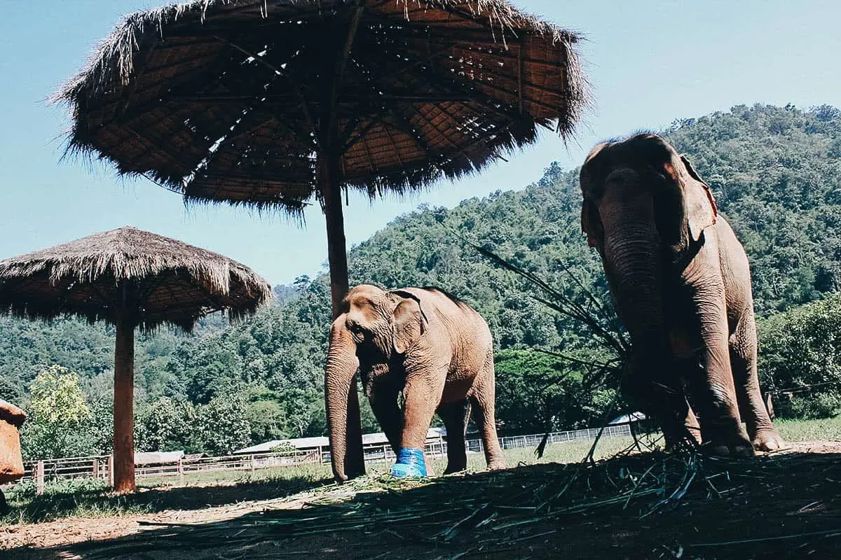 Elephant Nature Park, Chiang Mai, Thailand