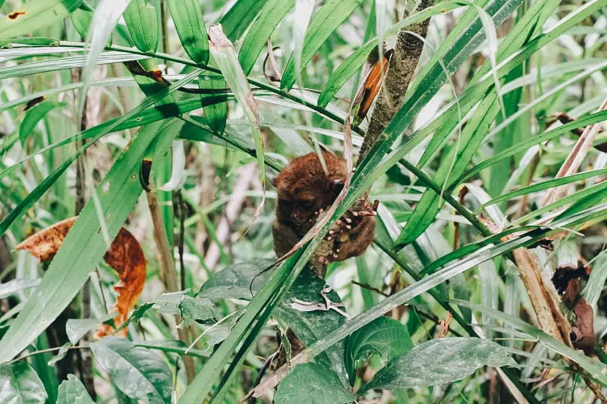 The Countryside Tour: Your Ticket to Bohol’s Top Tourist Attractions The Countryside Tour: Your Ticket to Bohol’s Top Tourist Attractions