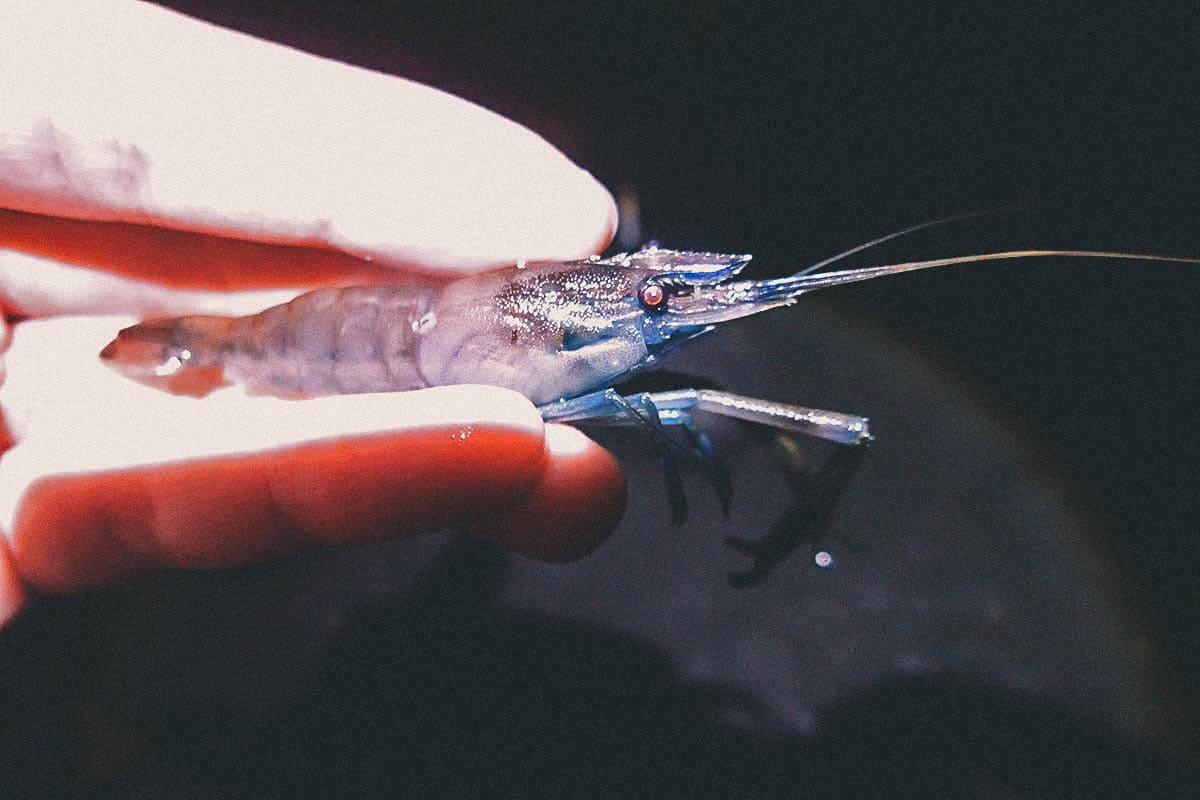 Shrimping in Hualien with the River King