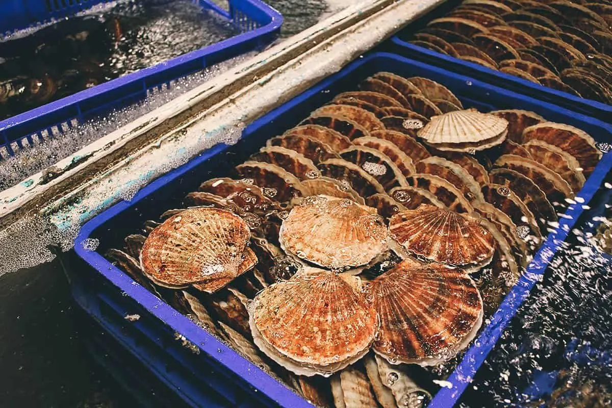 Addiction Aquatic Development, Taipei Live scallops at AAD in Taipei