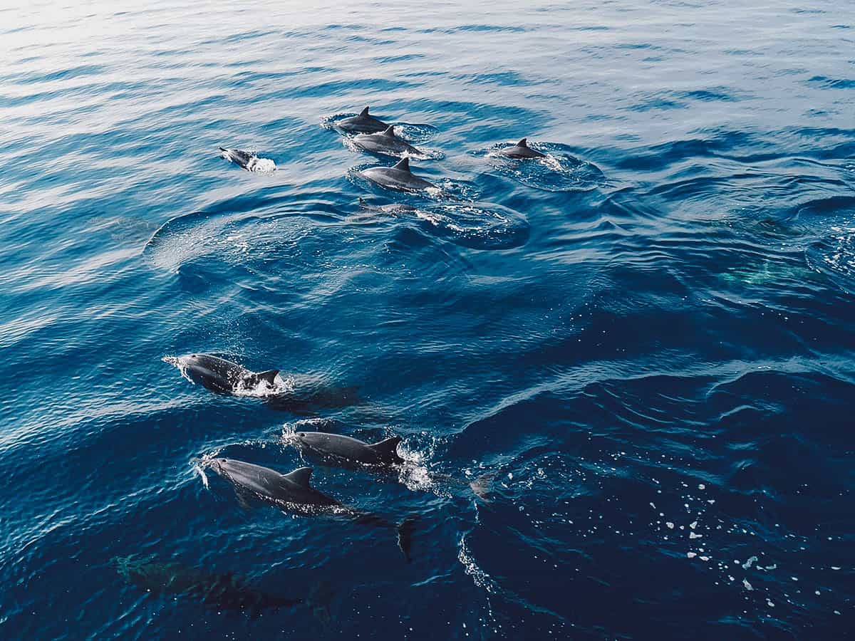 Dolphins swimming