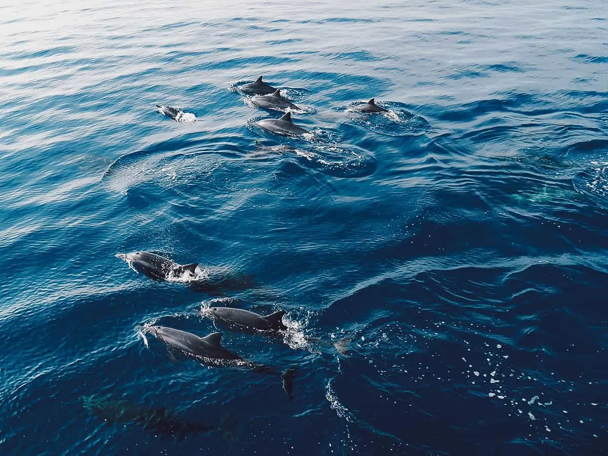 Dolphins swimming