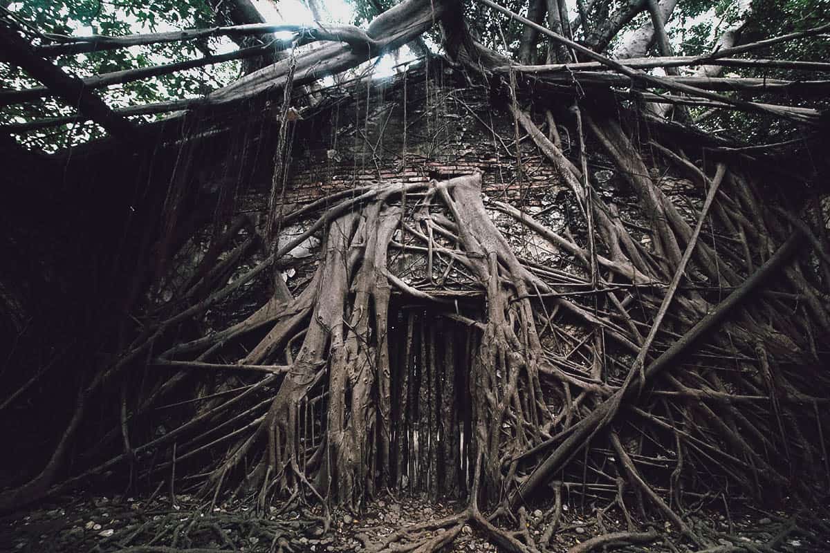 Old giant tree roots at Anping Tree House