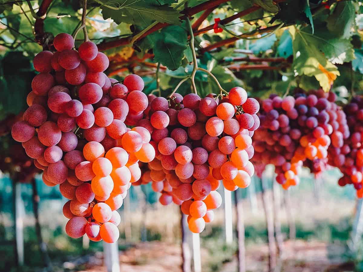 Grape Picking in Bauang, La Union, Philippines