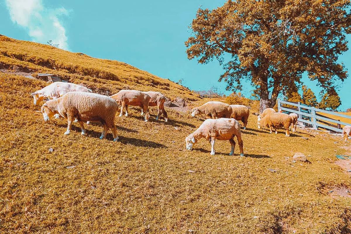 Cingjing Farm, Nantou County, Taiwan