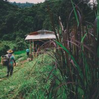 Pai Karen Village Foraging Adventure, Chiang Mai, Thailand