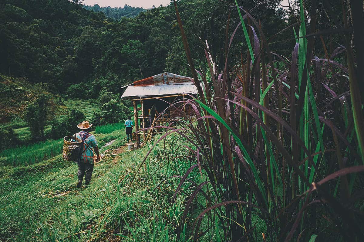 Pai Karen Village Foraging Adventure: A Once-In-A-Lifetime Experience with A Chef’s Tour in Northern Thailand