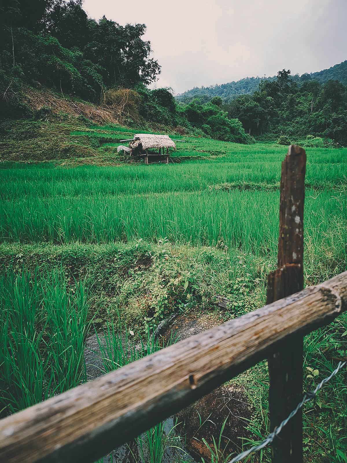 Pai Karen Village Foraging Adventure, Chiang Mai, Thailand