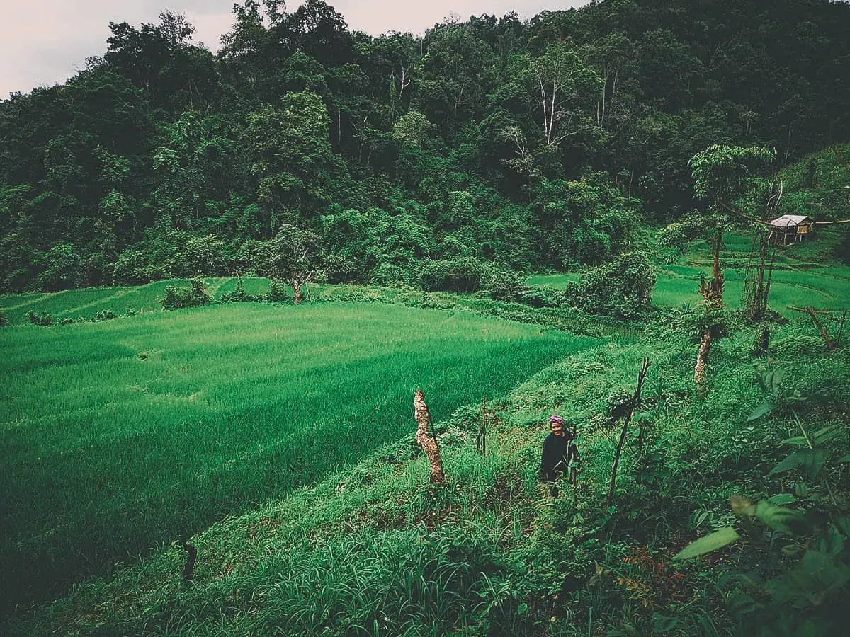 Pai Karen Village Foraging Adventure, Chiang Mai, Thailand