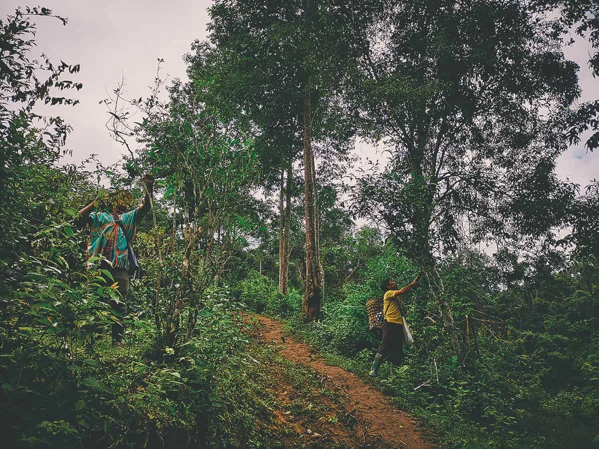 Pai Karen Village Foraging Adventure, Chiang Mai, Thailand