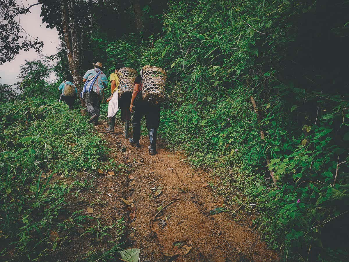 Pai Karen Village Foraging Adventure, Chiang Mai, Thailand