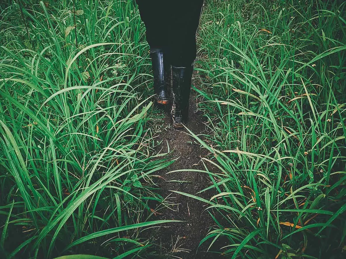 Pai Karen Village Foraging Adventure, Chiang Mai, Thailand