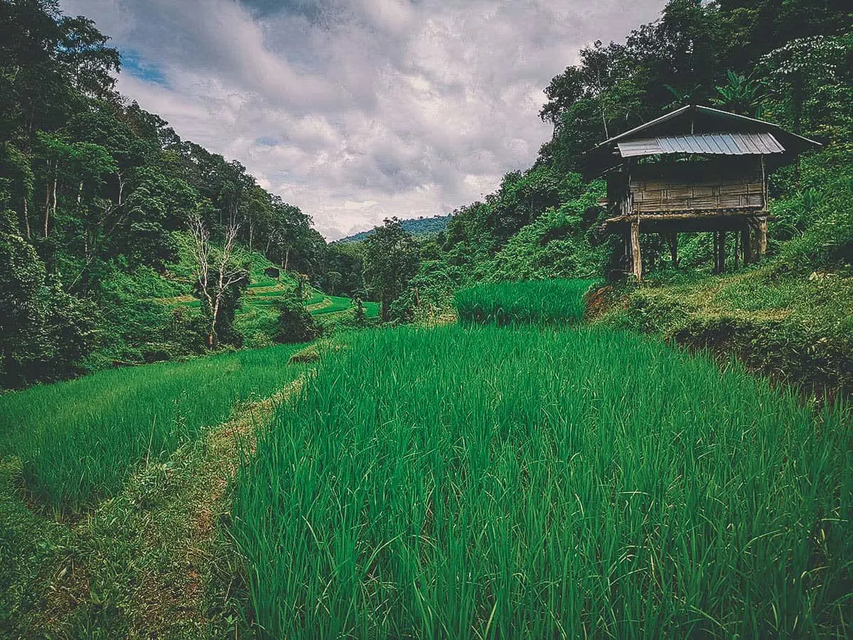 Pai Karen Village Foraging Adventure, Chiang Mai, Thailand