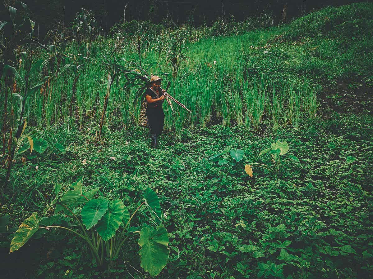 Pai Karen Village Foraging Adventure, Chiang Mai, Thailand