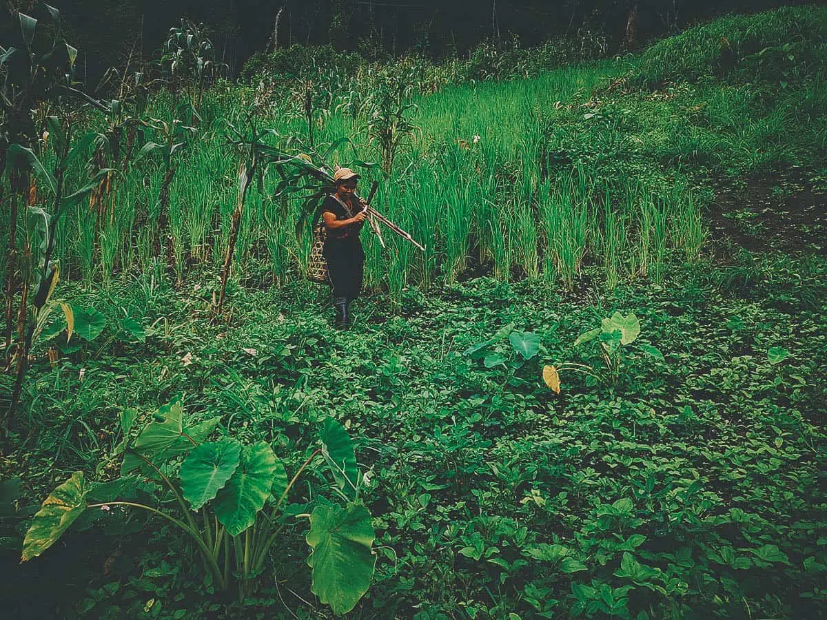 Pai Karen Village Foraging Adventure, Chiang Mai, Thailand