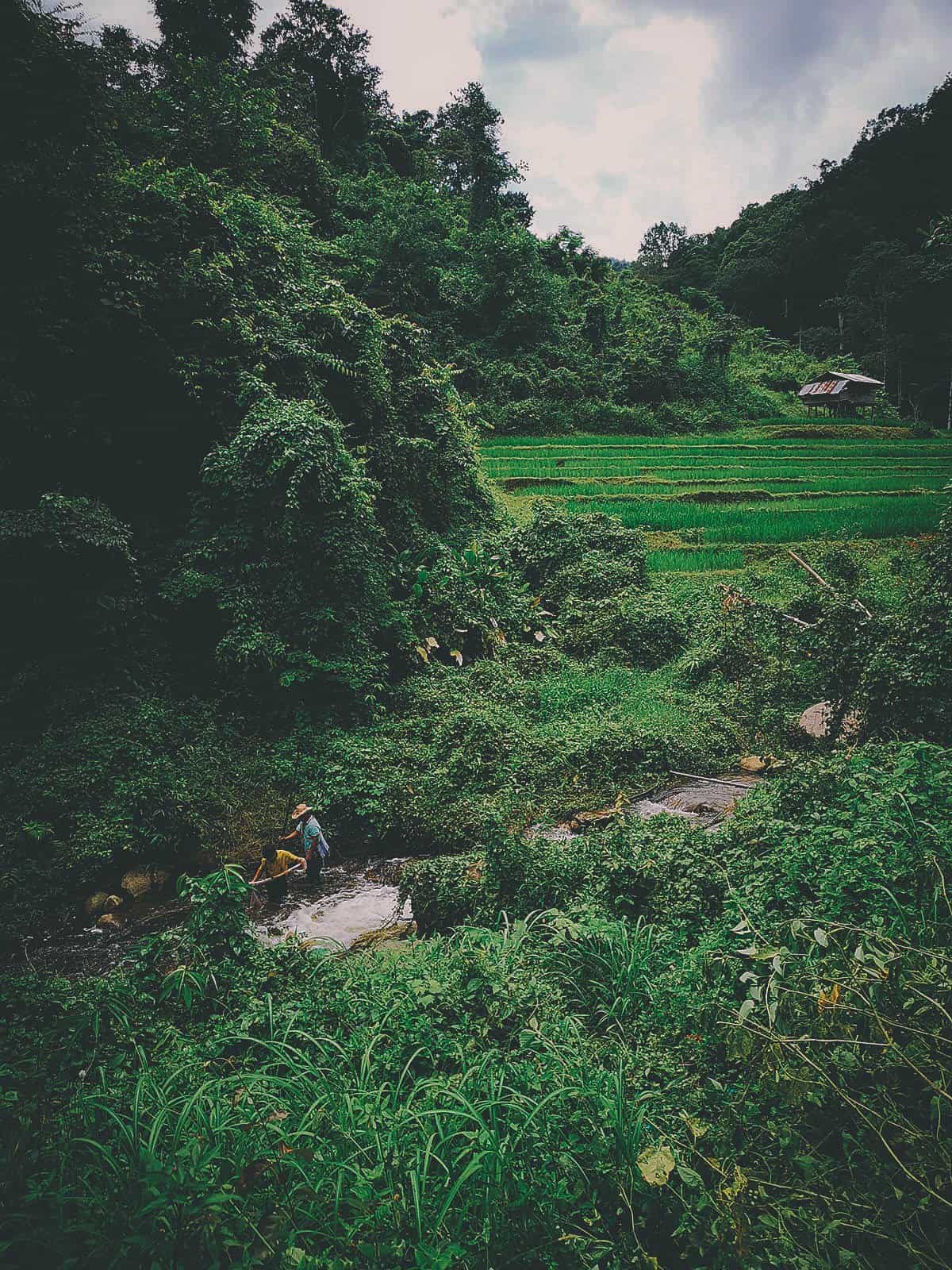 Pai Karen Village Foraging Adventure, Chiang Mai, Thailand