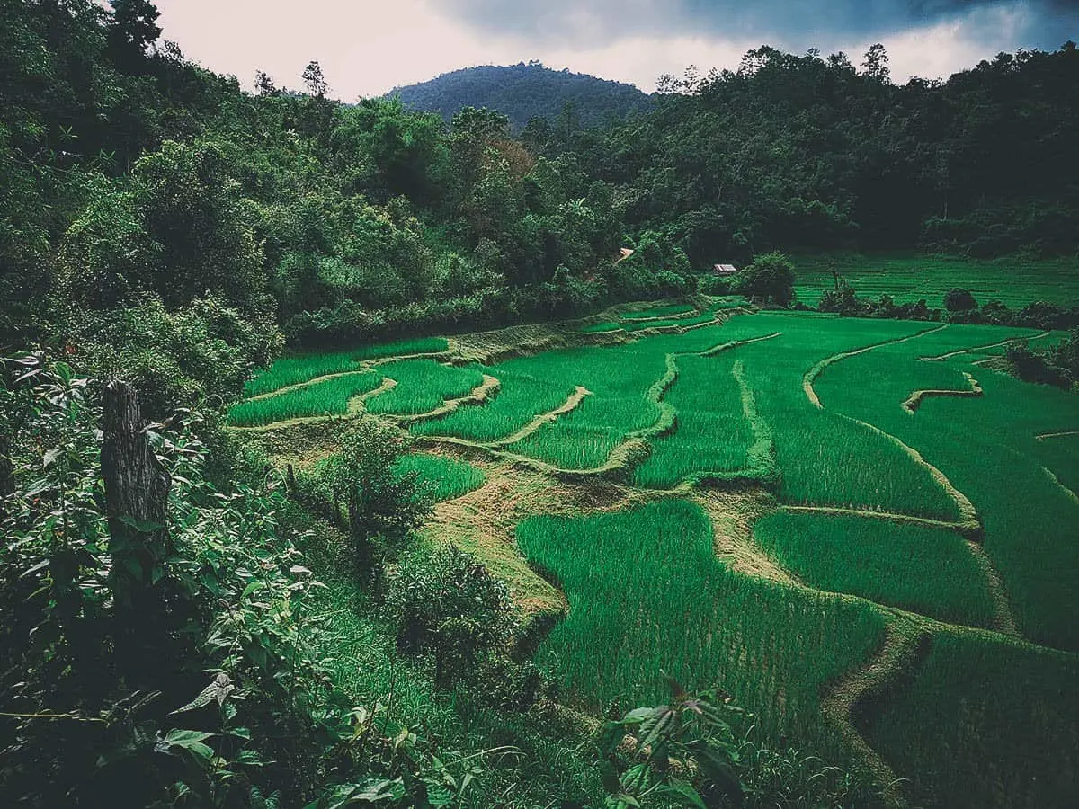 Pai Karen Village Foraging Adventure, Chiang Mai, Thailand