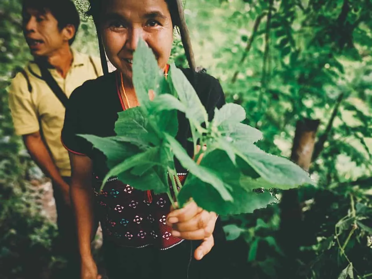 Pai Karen Village Foraging Adventure, Chiang Mai, Thailand