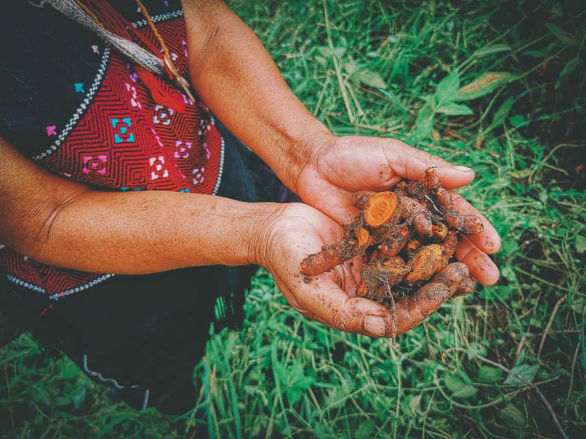 Pai Karen Village Foraging Adventure, Chiang Mai, Thailand