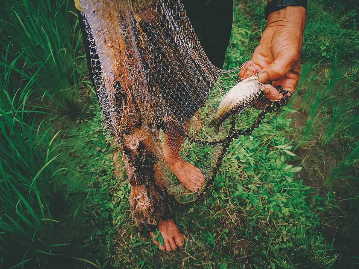 Pai Karen Village Foraging Adventure, Chiang Mai, Thailand