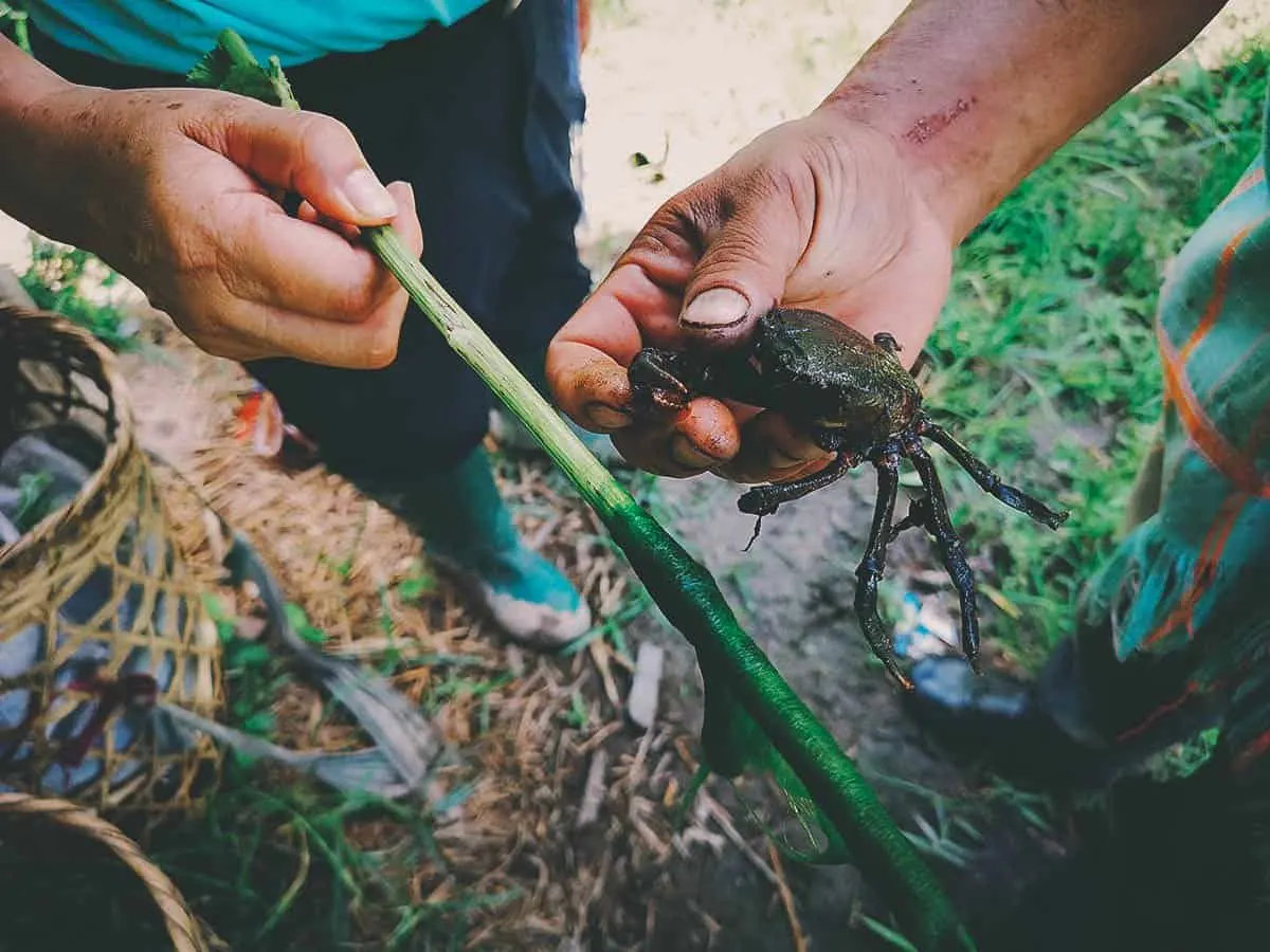 Pai Karen Village Foraging Adventure, Chiang Mai, Thailand