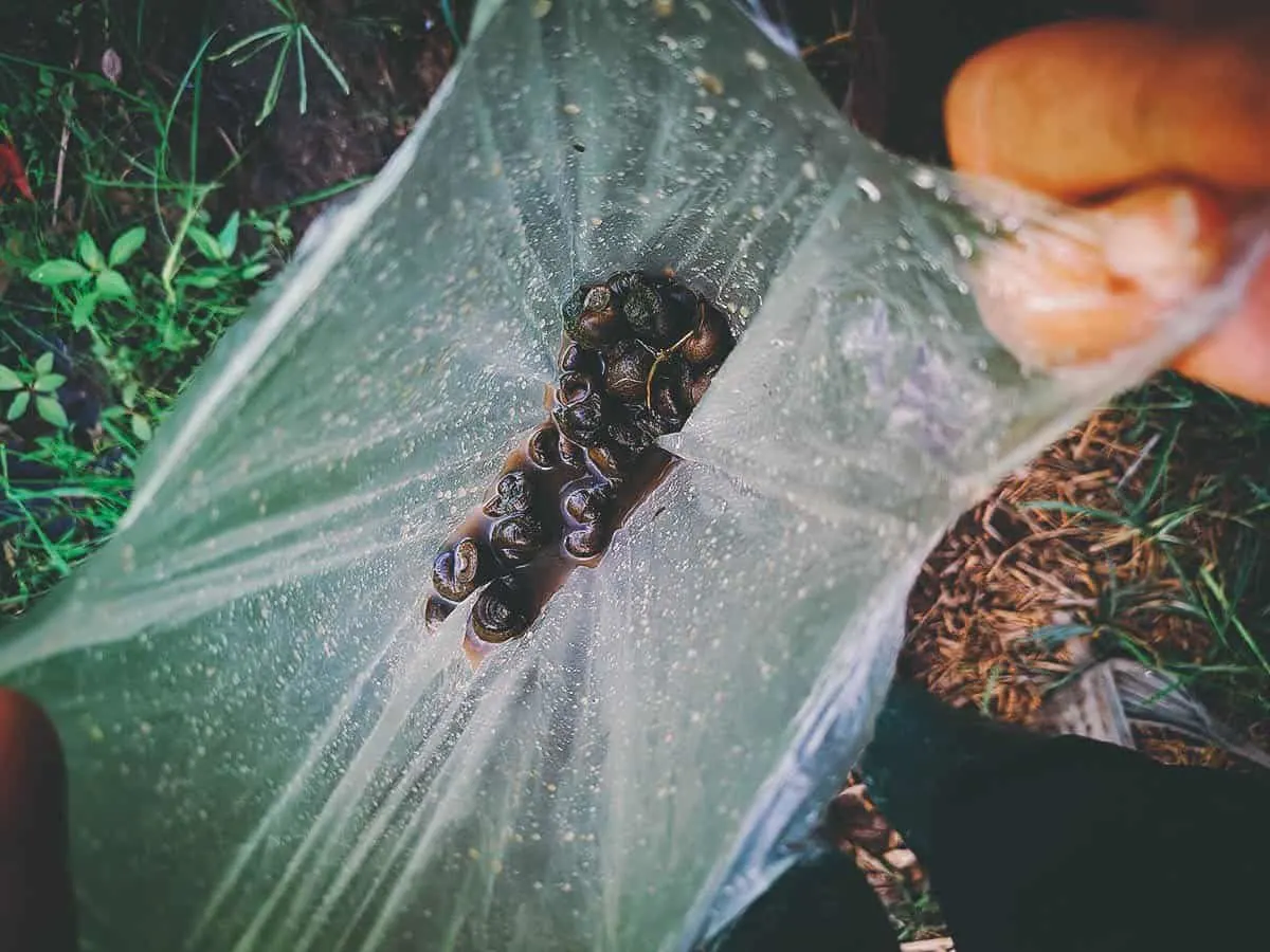 Pai Karen Village Foraging Adventure, Chiang Mai, Thailand