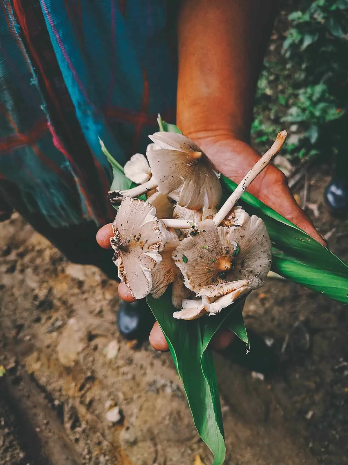 Pai Karen Village Foraging Adventure, Chiang Mai, Thailand