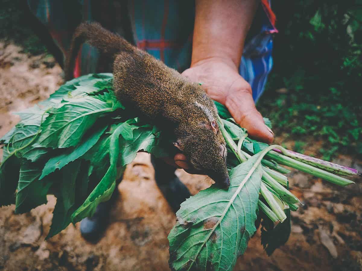 Pai Karen Village Foraging Adventure, Chiang Mai, Thailand