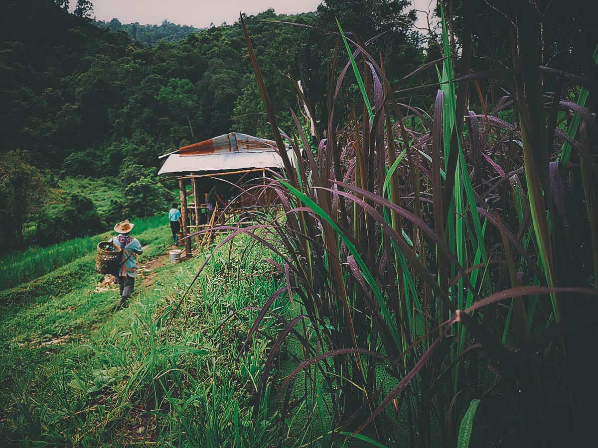 Pai Karen Village Foraging Adventure, Chiang Mai, Thailand