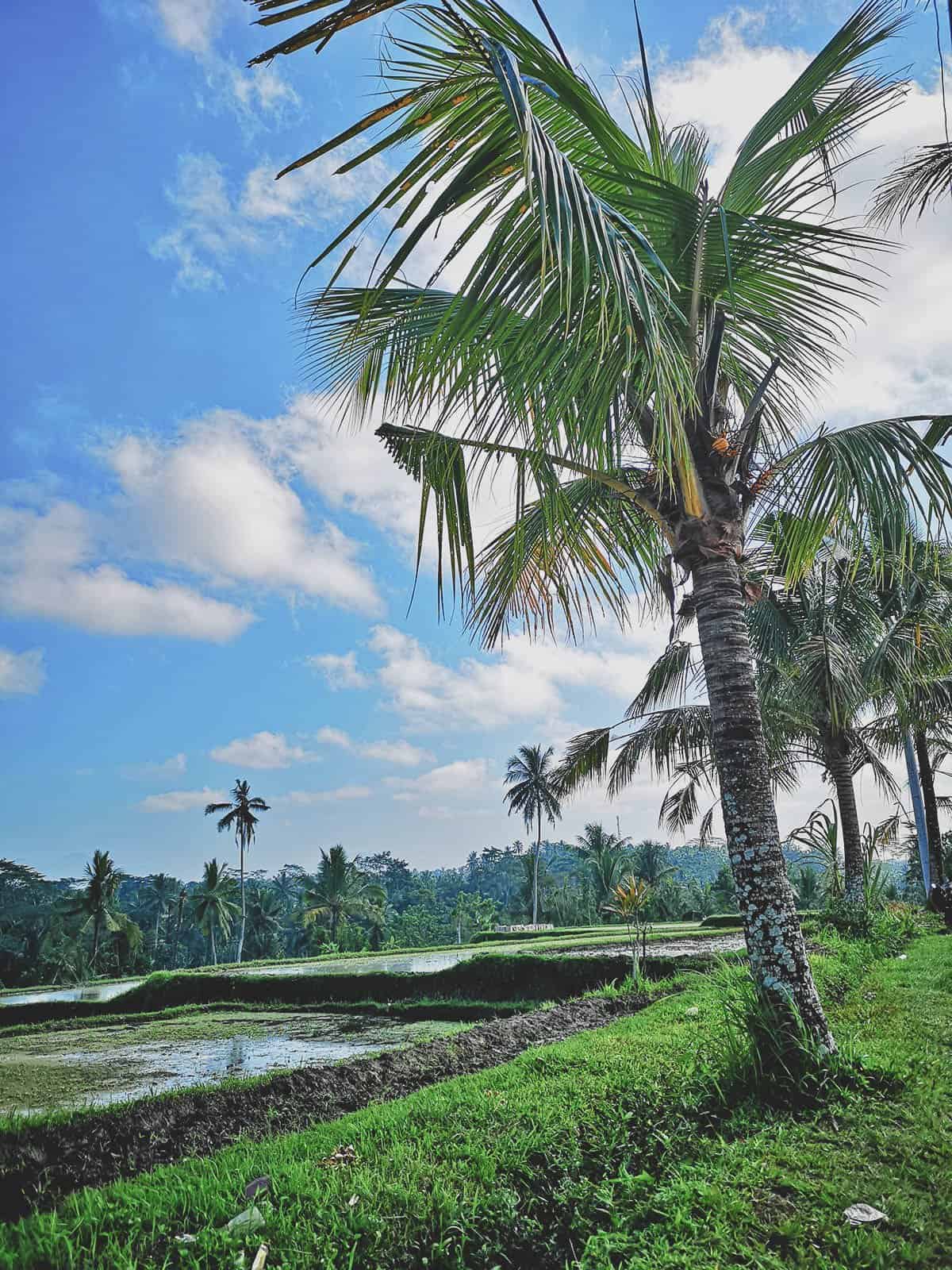 Paon Bali Cooking Class, Ubud, Bali, Indonesia