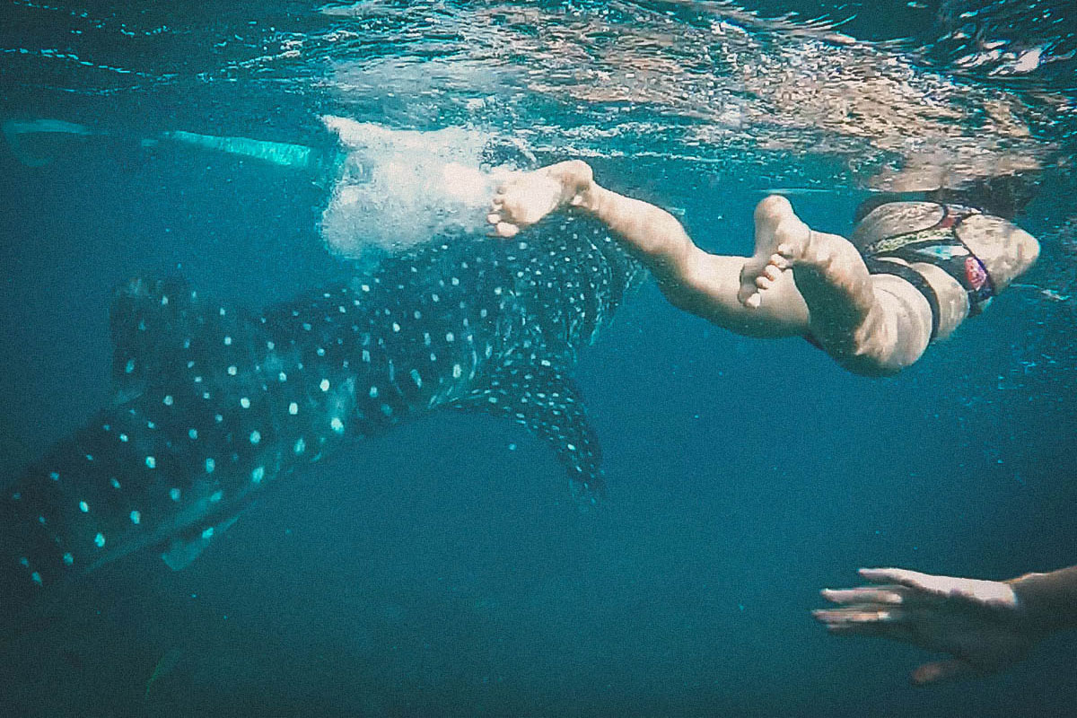 Oslob Tour: Swim with the Whale Sharks and Visit Tumalog Falls in Cebu, Philippines