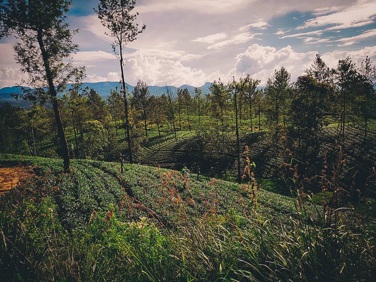 Kandy-Ella Train Ride, Sri Lanka