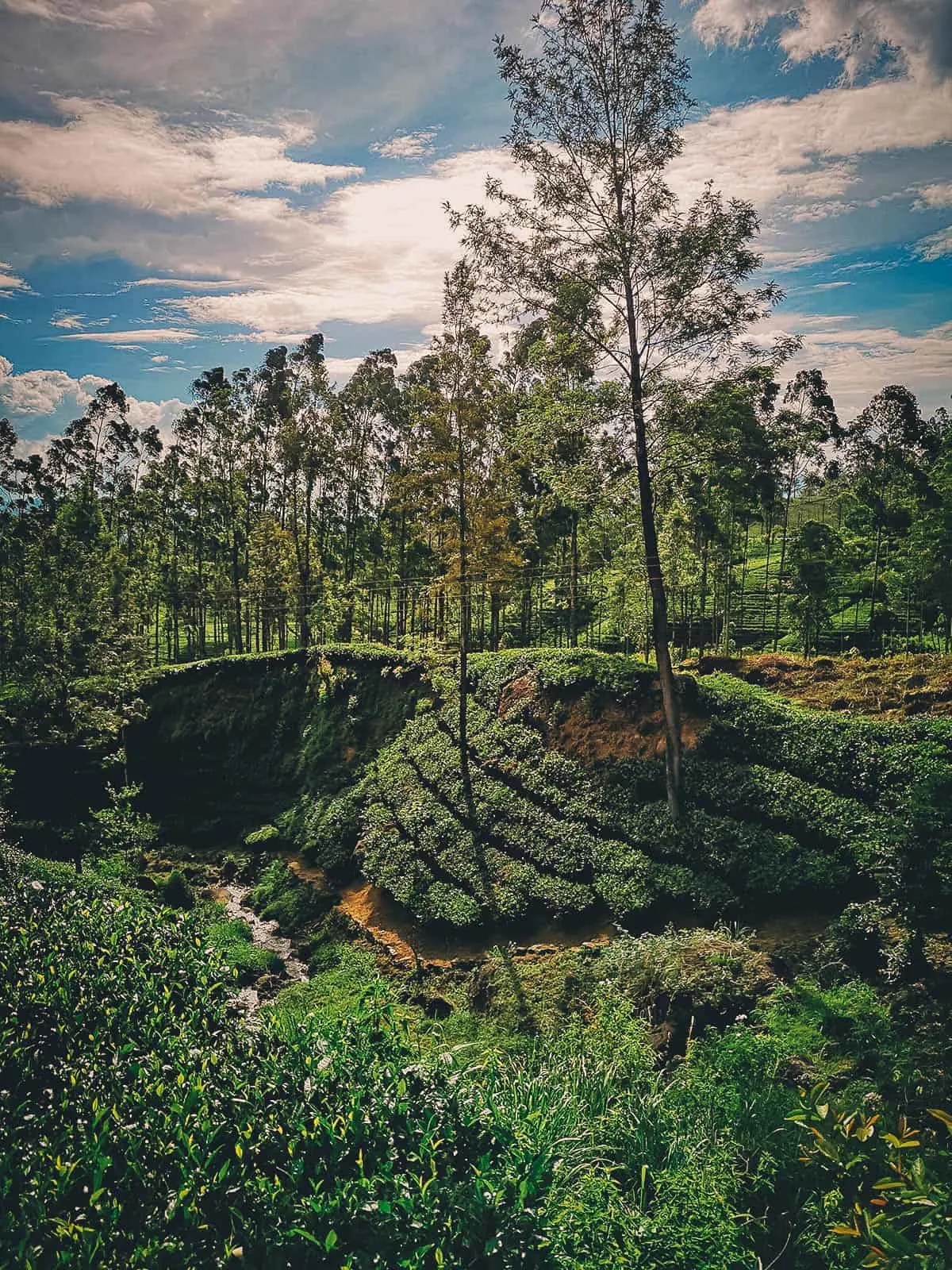 Kandy-Ella Train Ride, Sri Lanka