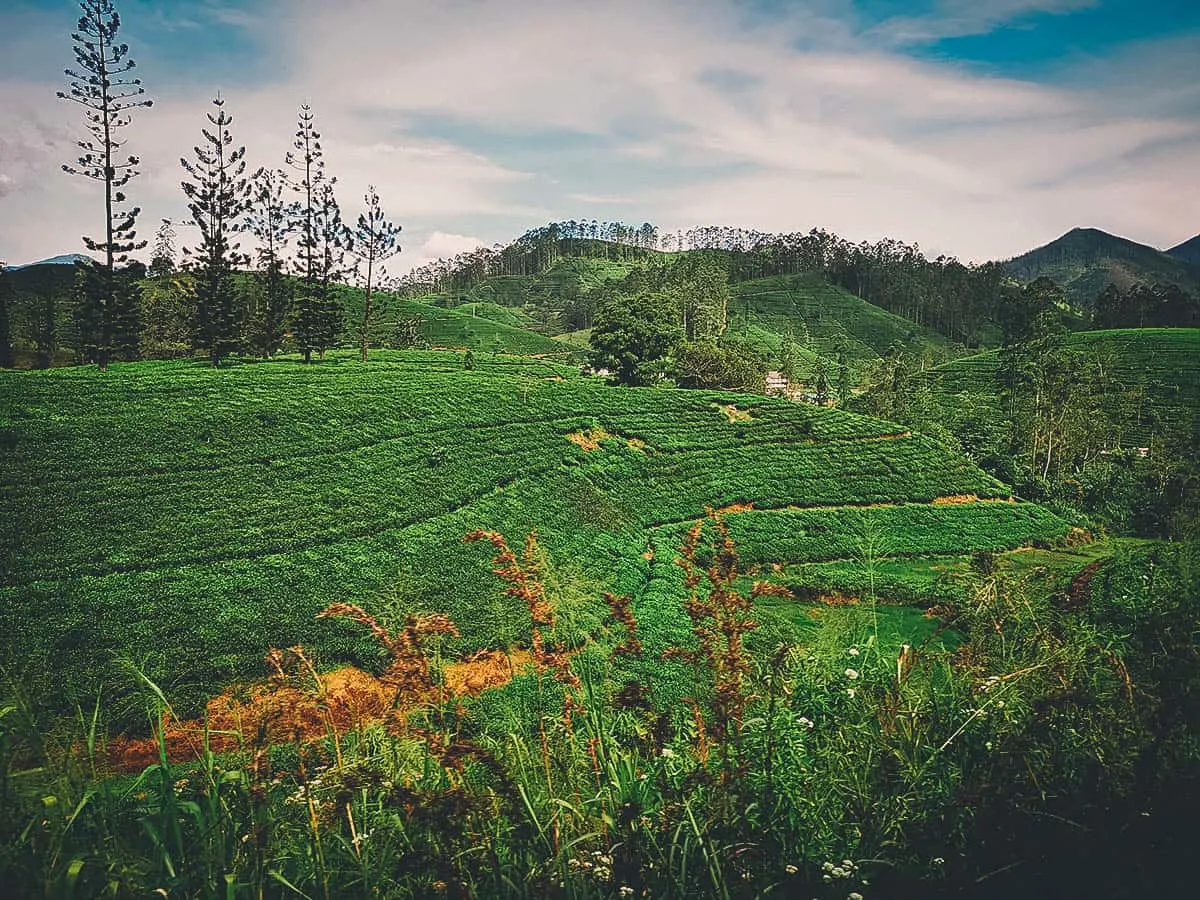 Kandy-Ella Train Ride, Sri Lanka