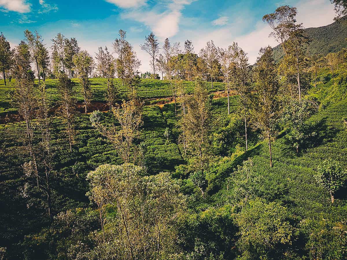 Kandy-Ella Train Ride, Sri Lanka