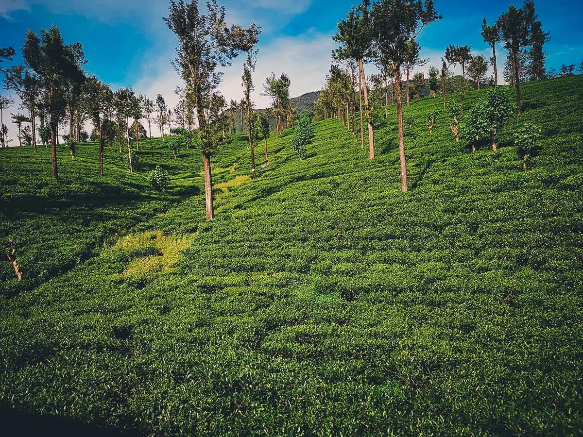 Kandy-Ella Train Ride, Sri Lanka