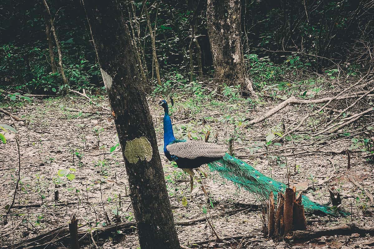 Yala National Park, Hambantota, Sri Lanka