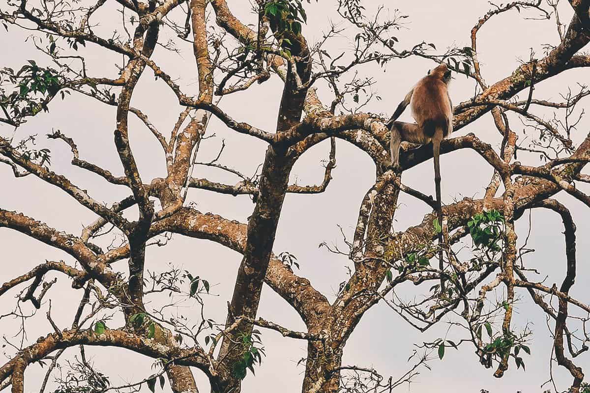 Yala National Park, Hambantota, Sri Lanka