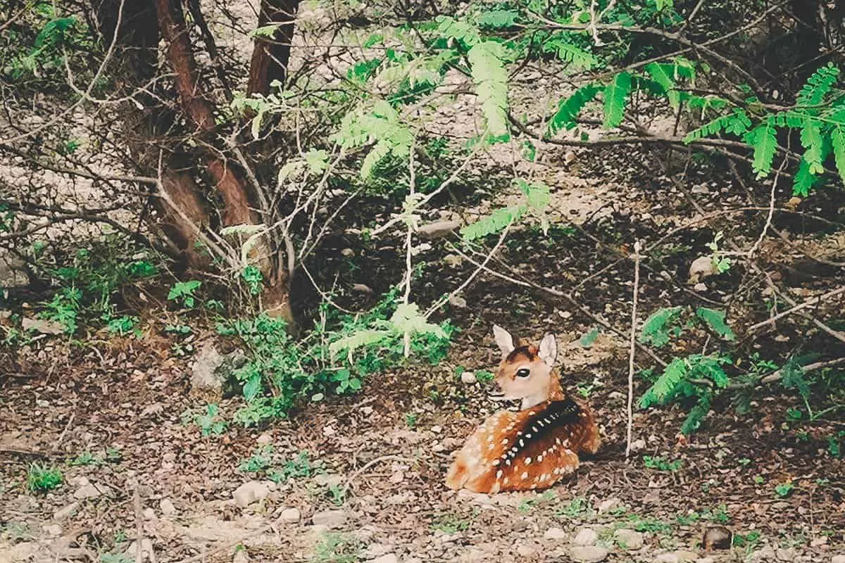 Yala National Park, Hambantota, Sri Lanka