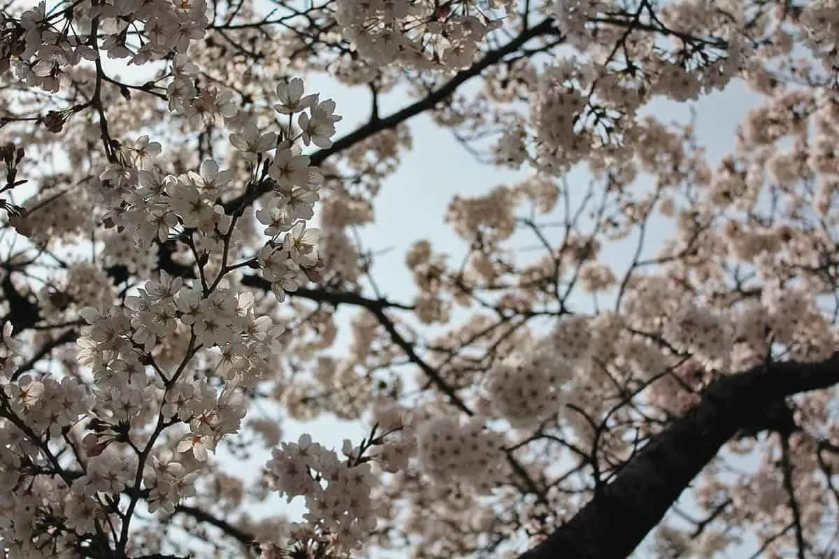 Cherry blossoms