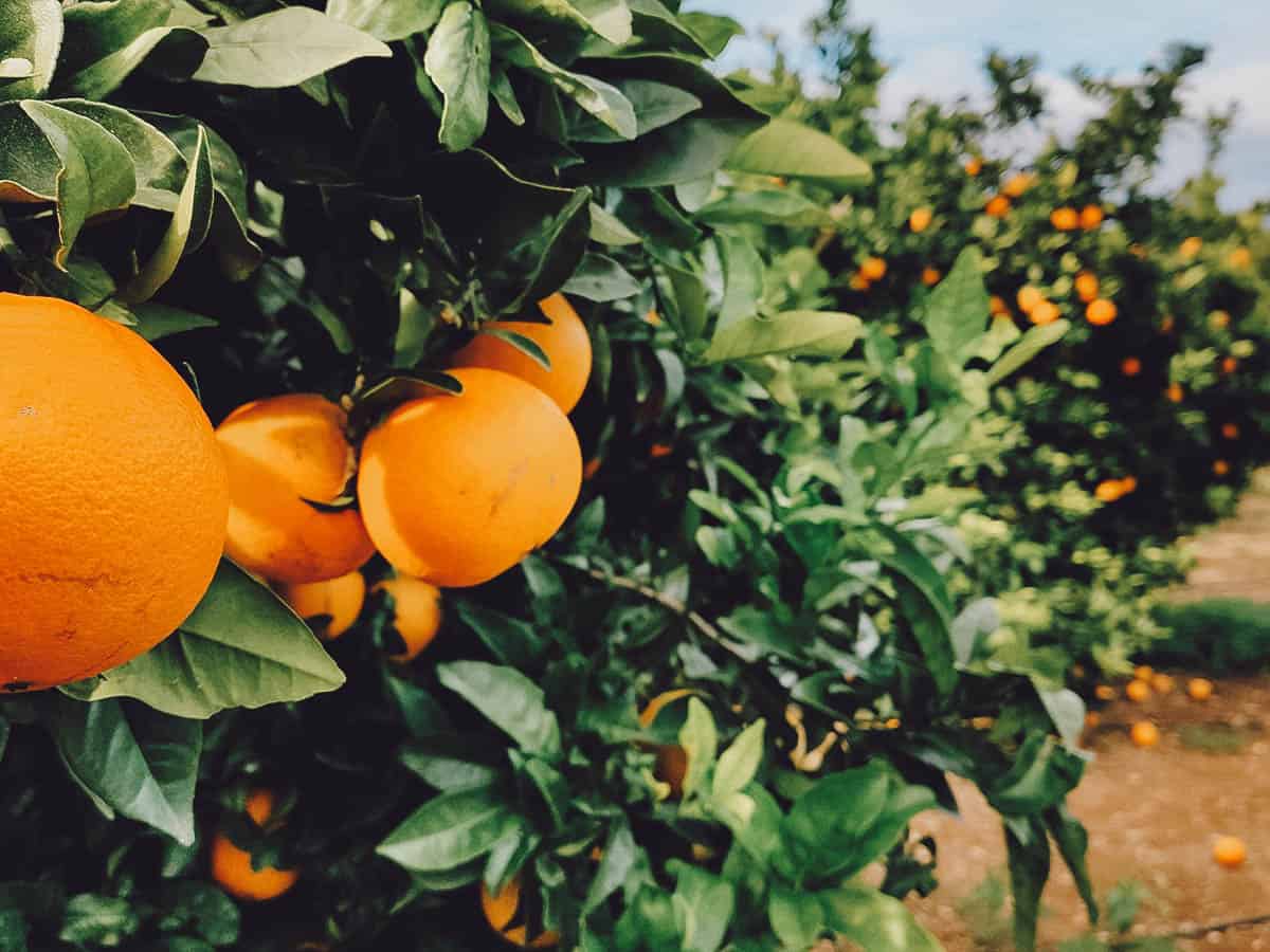 Orange grove