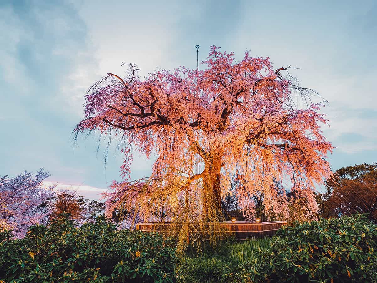 Cherry blossom tree at Maruyama Park