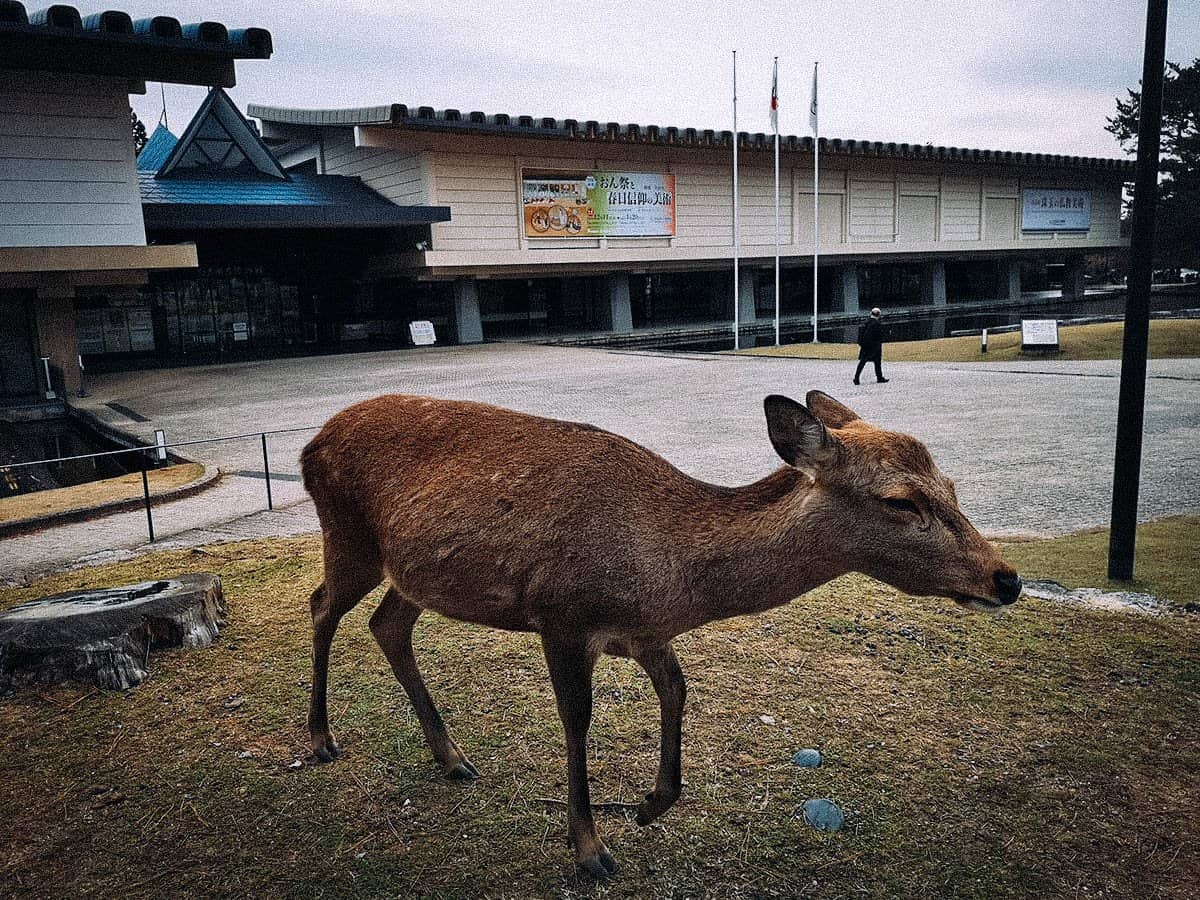 Nara National Museum, Nara, Japan