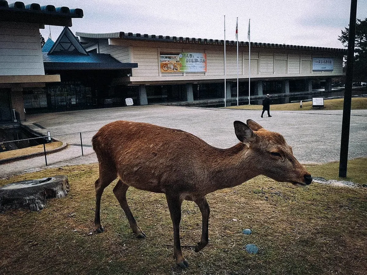 Nara National Museum, Nara, Japan Nara National Museum, Nara, Japan