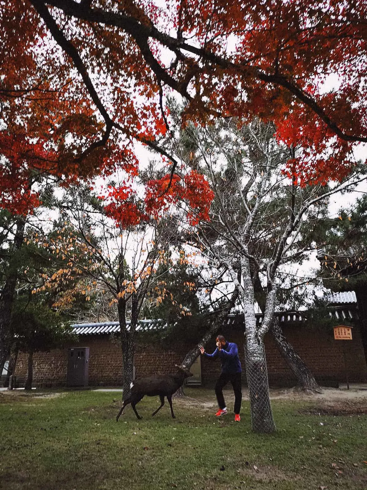 Nara, Japan