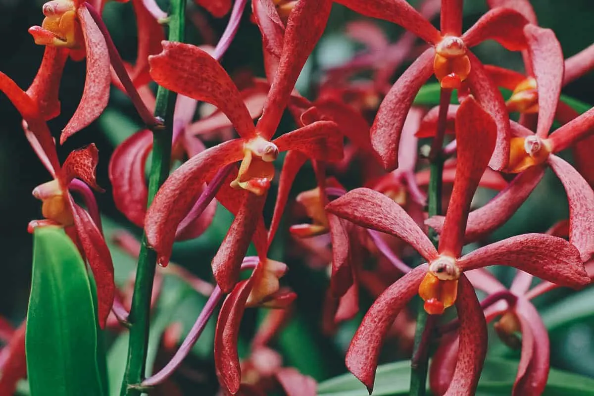 Botanic Gardens, Singapore